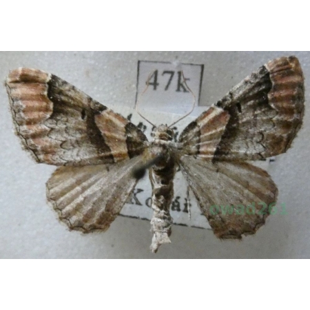 Catarhoe rubidata (Denis & Schiffermüller, 1775) Paśnik czerwieniak Czech47k